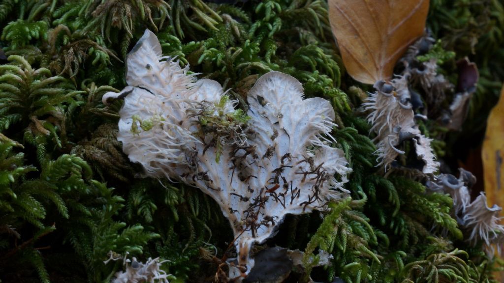 Poltigera sp?